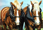 Draft Horse, Equine Art - Working Together